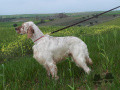 Setter Anglais NOVACK DES CABANES TCHANQUEES Setter Anglais NOVACK DES CABANES TCHANQUEES